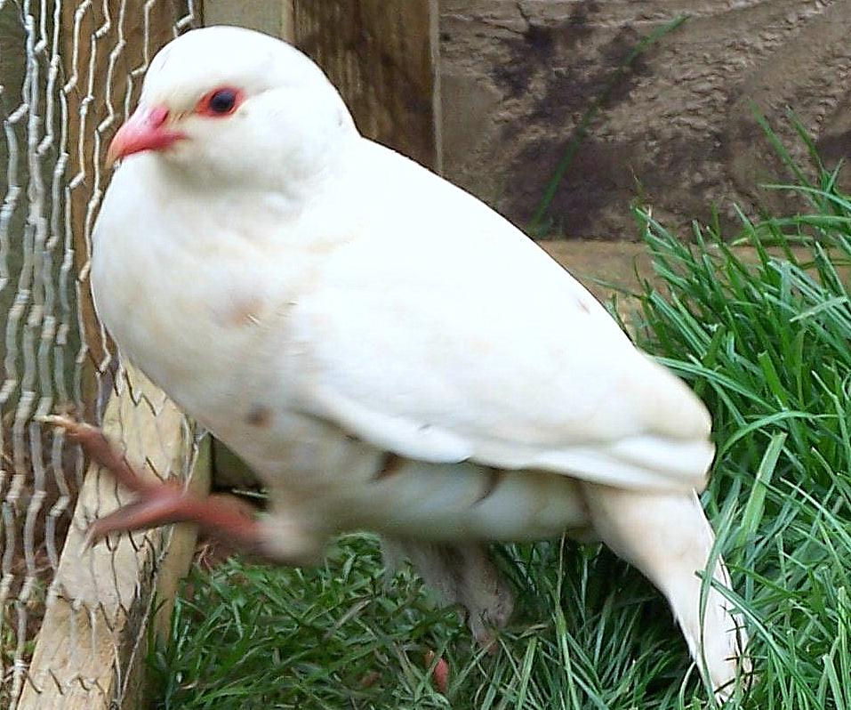 GAZİANTEPLİ CEMİL USTANIN KAFESLERİ KEKLİK ÇEŞİTLERİ